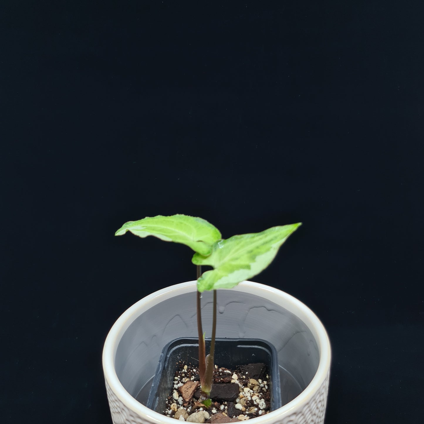 Syngonium podophyllum 'Three Kings'