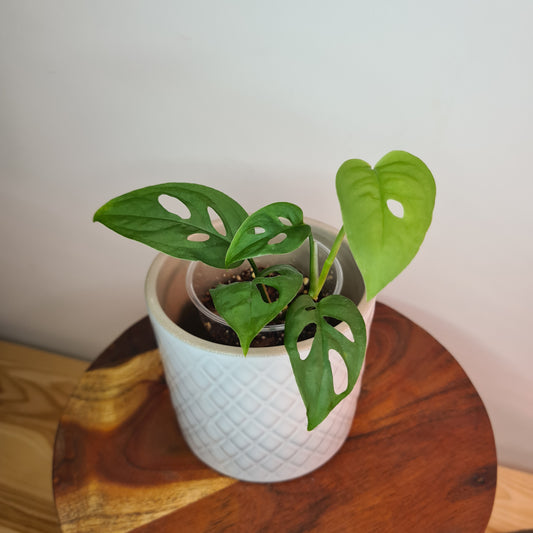 Monstera adansonii