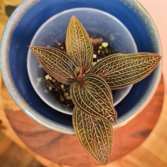 Anoectochilus roxburghii x Ludisia discolor (Spiderman) "Jewel Orchid"