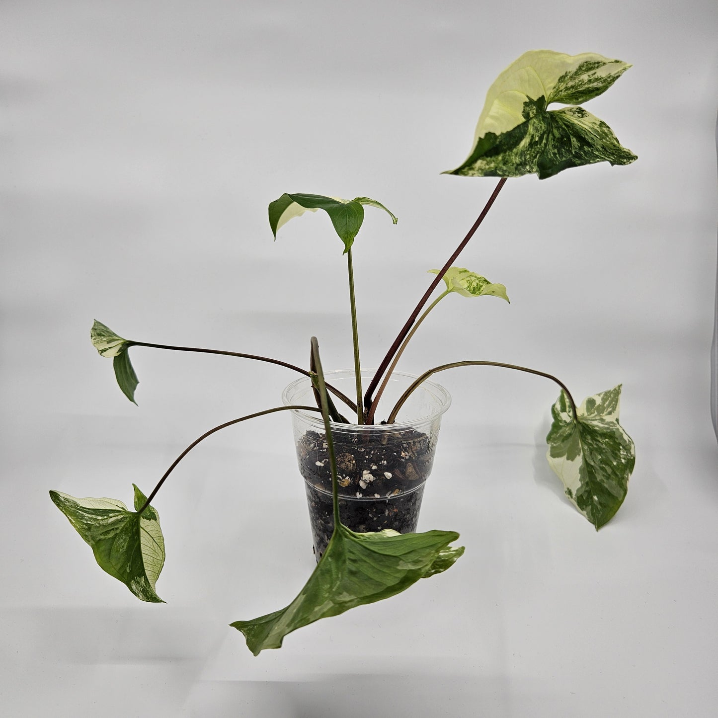 Syngonium podophyllum albo