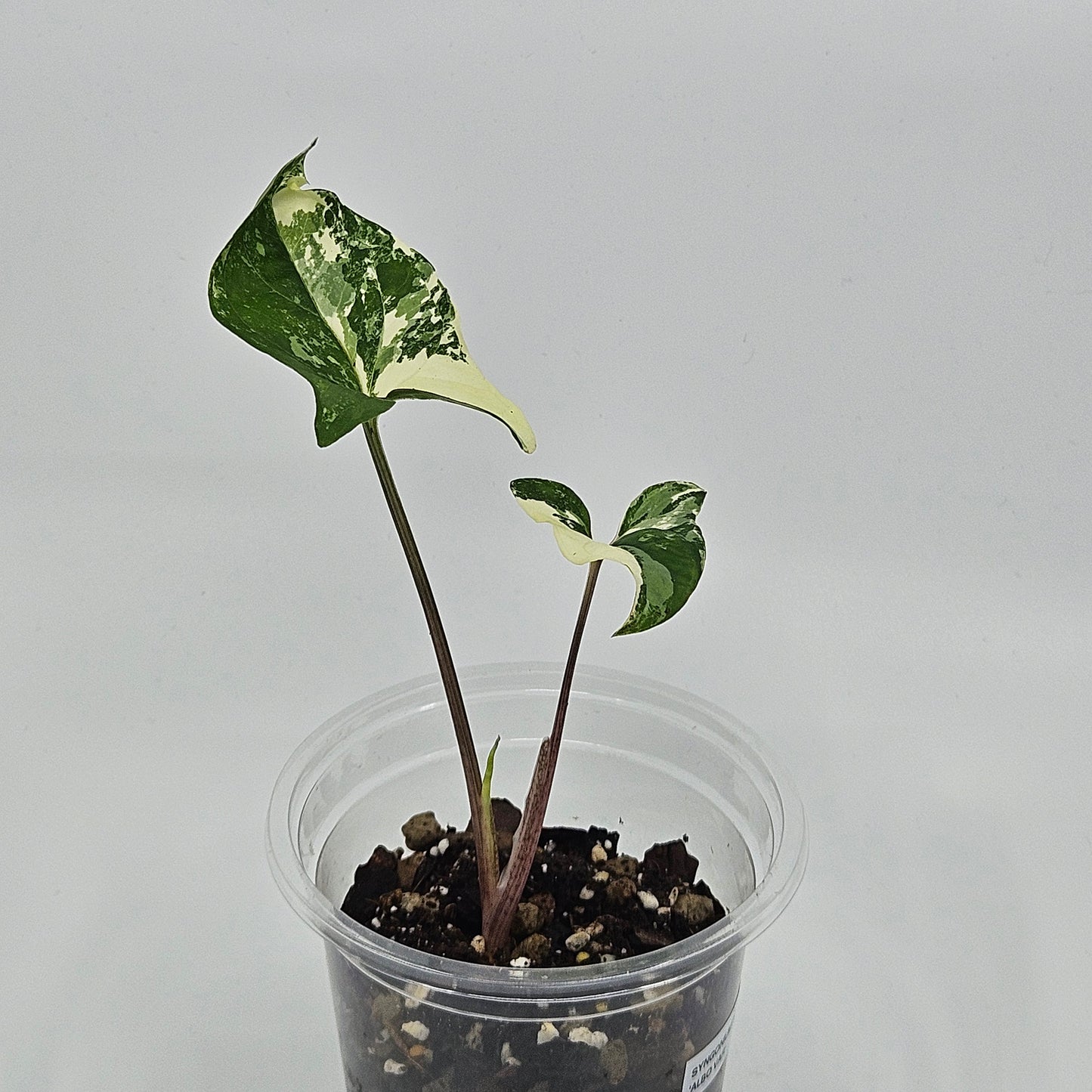 Syngonium podophyllum albo