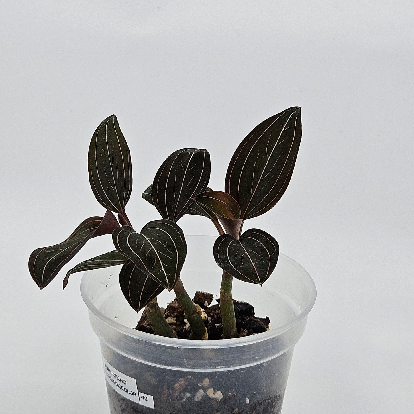 Ludisia discolor (Spiderman) "Jewel Orchid"