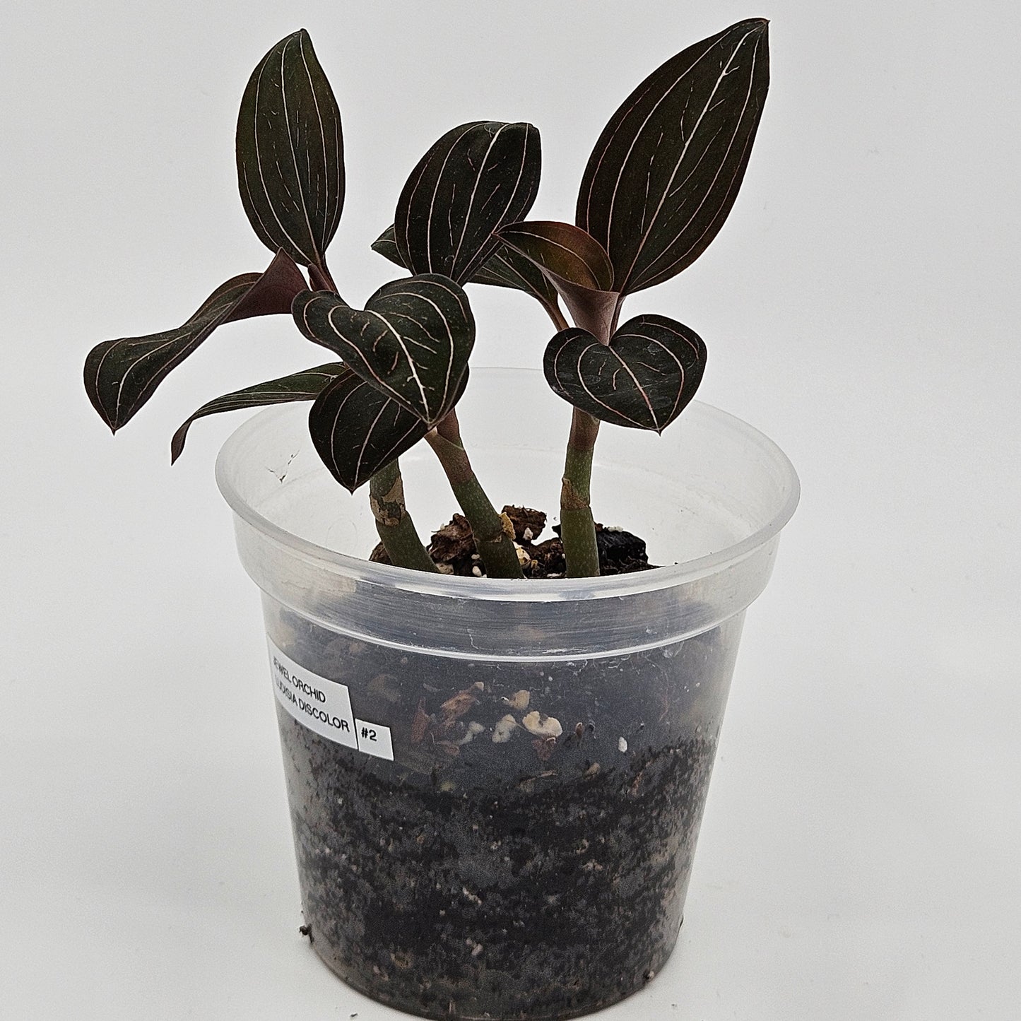 Ludisia discolor (Spiderman) "Jewel Orchid"