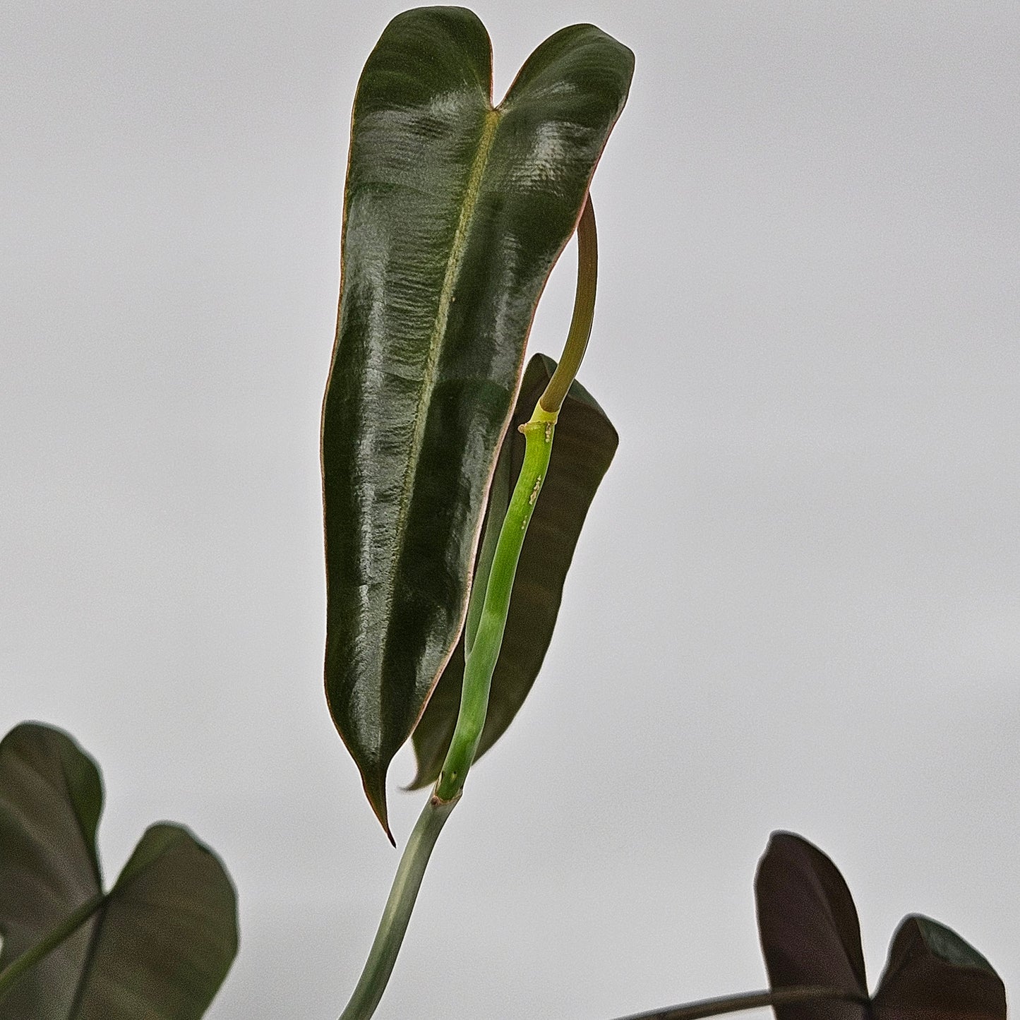 P. atabapoense