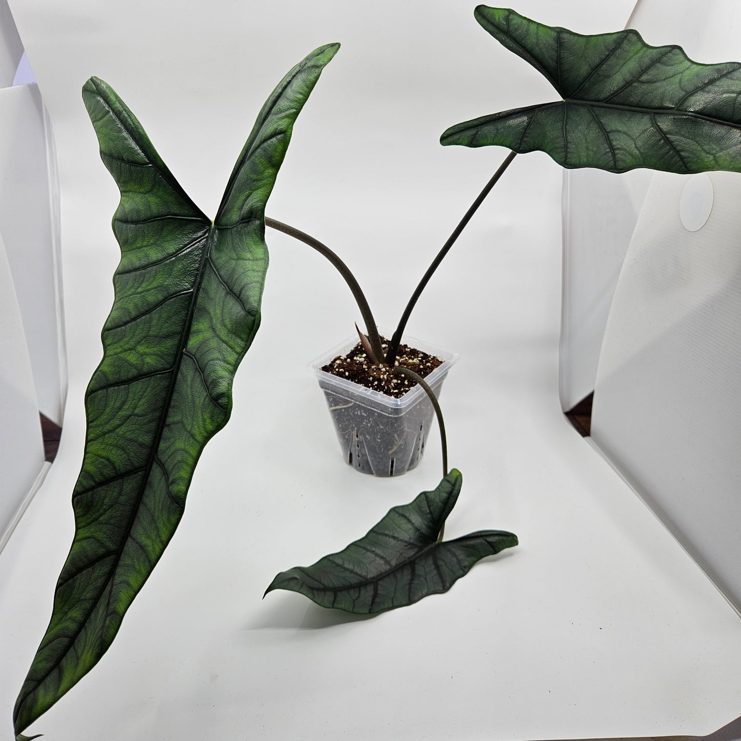 Alocasia scalprum